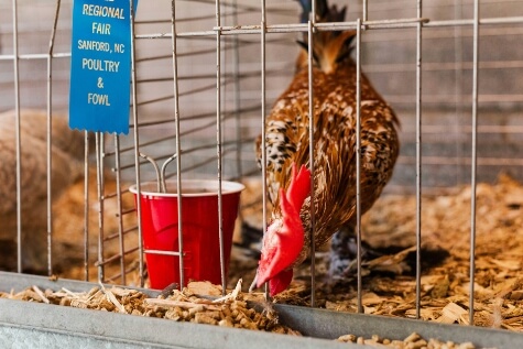 Blue-ribbon chicken. om a cage. eating at a county fair