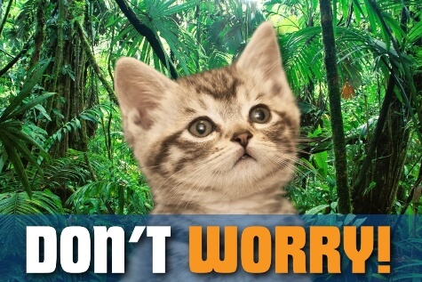Closeup of a kitten against a jungle backdrop. The text reads, "Don't Worry!"
